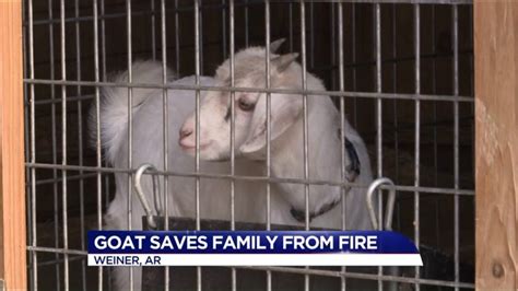 breaking goat news: goat saves man from fire